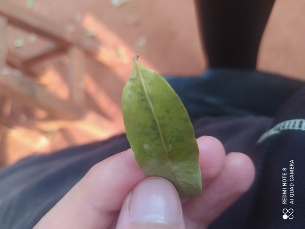 Identificação da planta Guapeva por foto