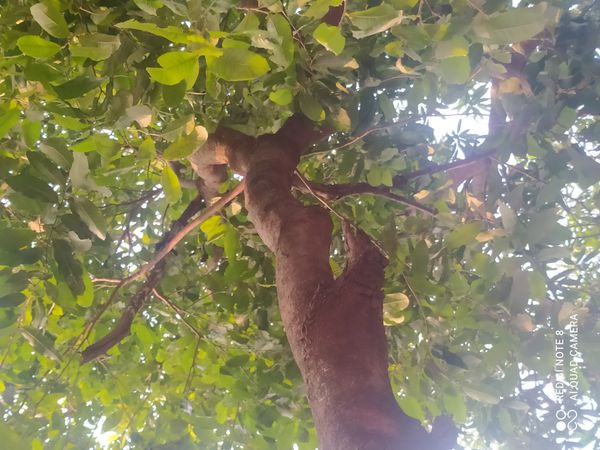 Identificação da planta Arjuna por foto