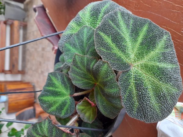 Identificação da planta Begônia encourada por foto