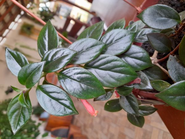 Identificação da planta Planta Batom por foto