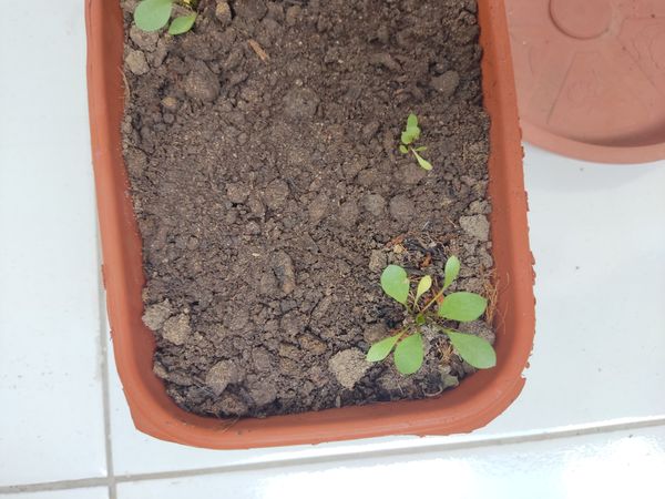 Identificação da planta Espinafre por foto