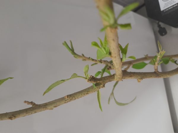 Identificação da planta Dendê-bravo por foto