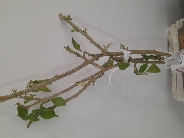 Identificação da planta Fruta-do-conde por foto