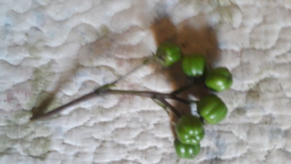 Identificação da planta Fedegoso por foto