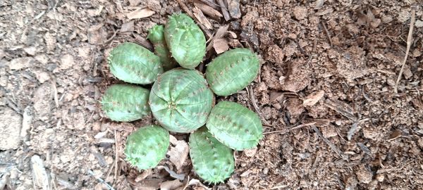 Identificação da planta Eufórbia por foto