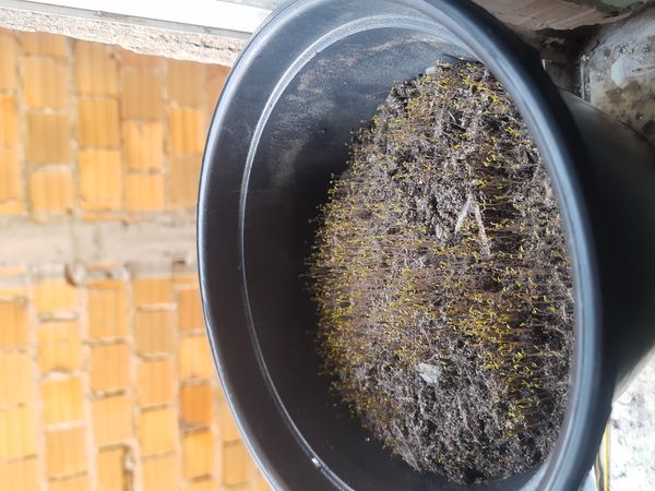 Identificação da planta Agrião por foto