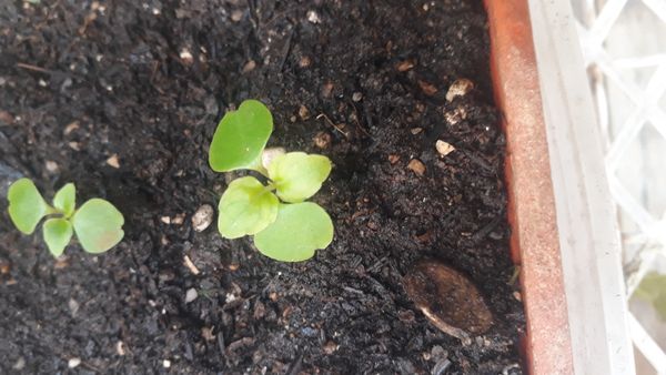 Identificação da planta Nabo-bravo por foto