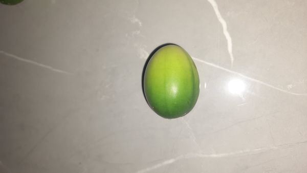 Identificação da planta Pepino-do-mar por foto