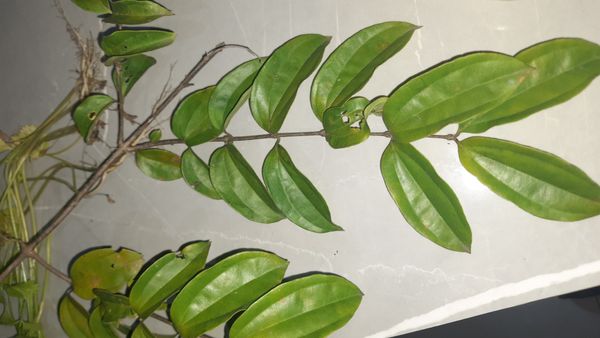 Identificação da planta Canela por foto