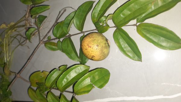 Identificação da planta Noz-vômica por foto