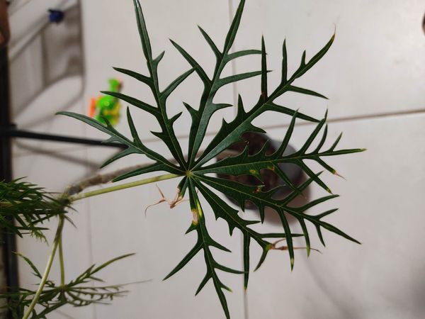 Identificação da planta Pinhão-manso por foto