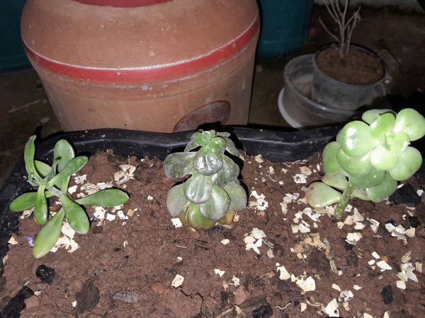 Identificação da planta Dedinho por foto