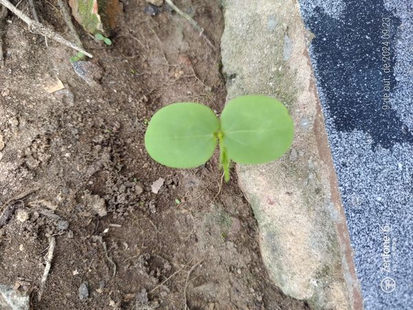 Identificação da planta Capim-branco por foto