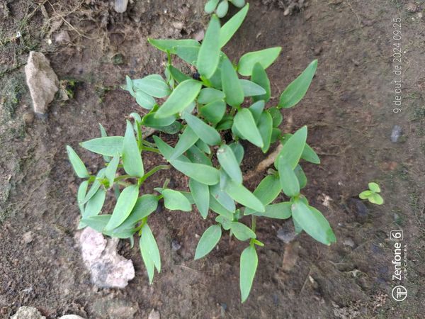 Identificação da planta Pimenta por foto