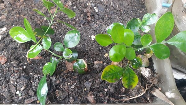 Identificação da planta Murta-de-cheiro por foto