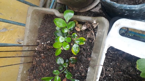 Identificação da planta Murta-de-cheiro por foto