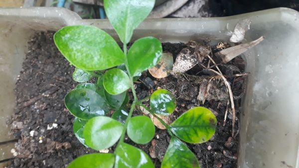 Identificação da planta Murta-de-cheiro por foto