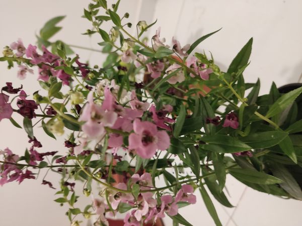 Identificação da planta Angelônia por foto