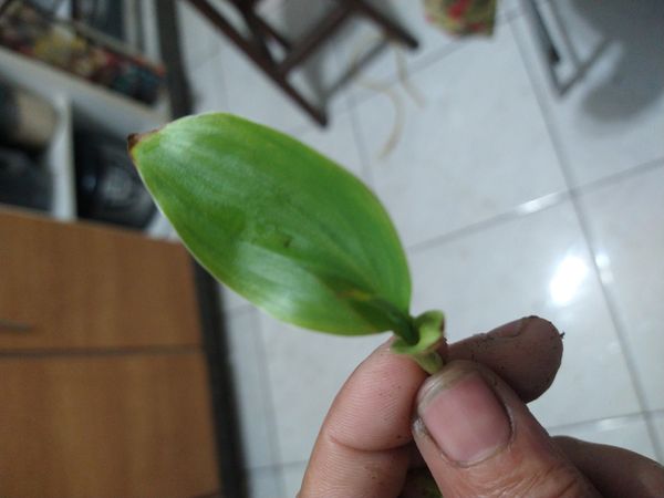 Identificação da planta Erva da fortuna por foto