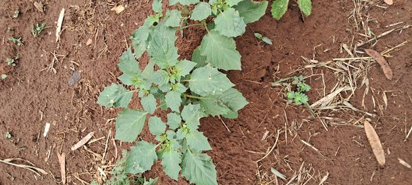 Identificação da planta Kamapu por foto