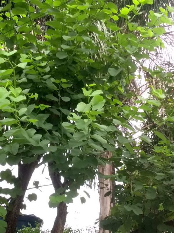 Identificação da planta Mulungu por foto