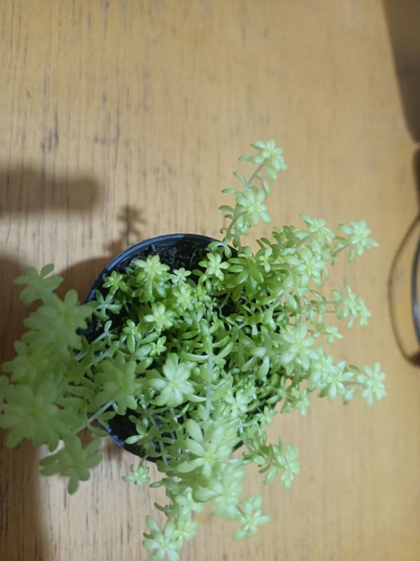 Identificação da planta Dedinho de moça por foto