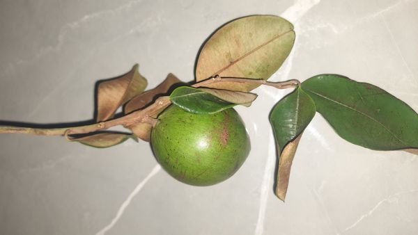 Identificação da planta Abiu-do-Pará por foto