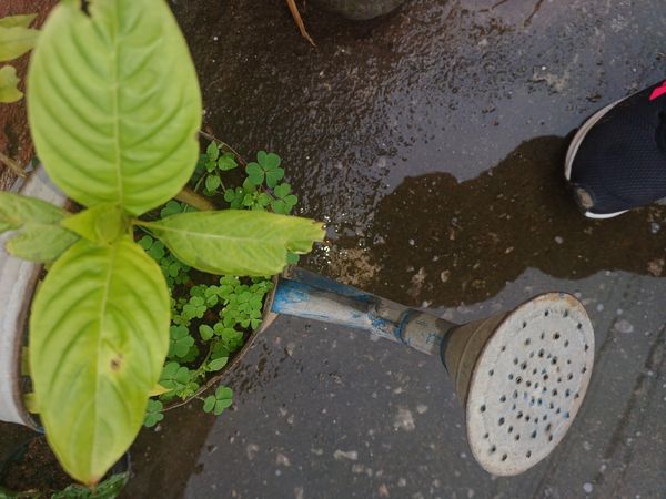Identificação da planta Manjericão por foto