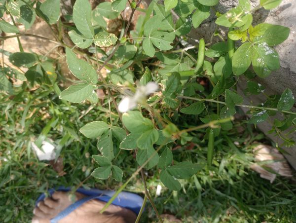 Identificação da planta Flor de Aranha por foto