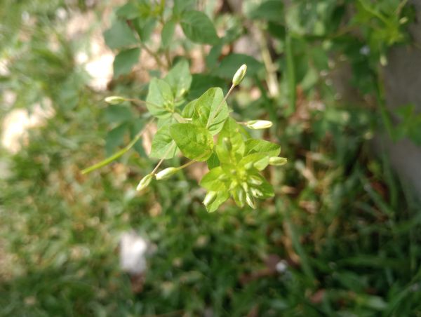 Identificação da planta Mussambê por foto