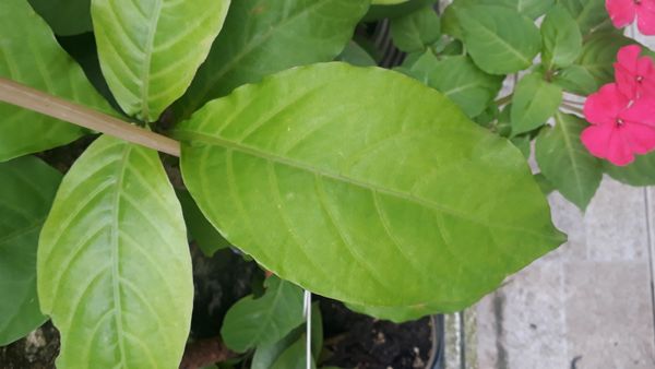 Identificação da planta Odontonema por foto