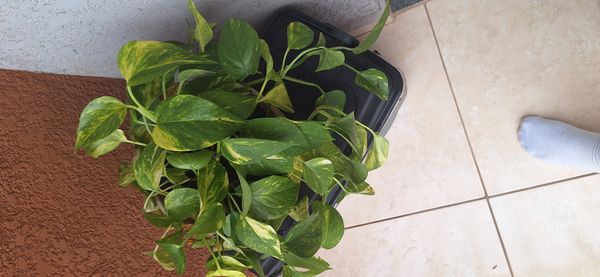 Identificação da planta Jiboia por foto