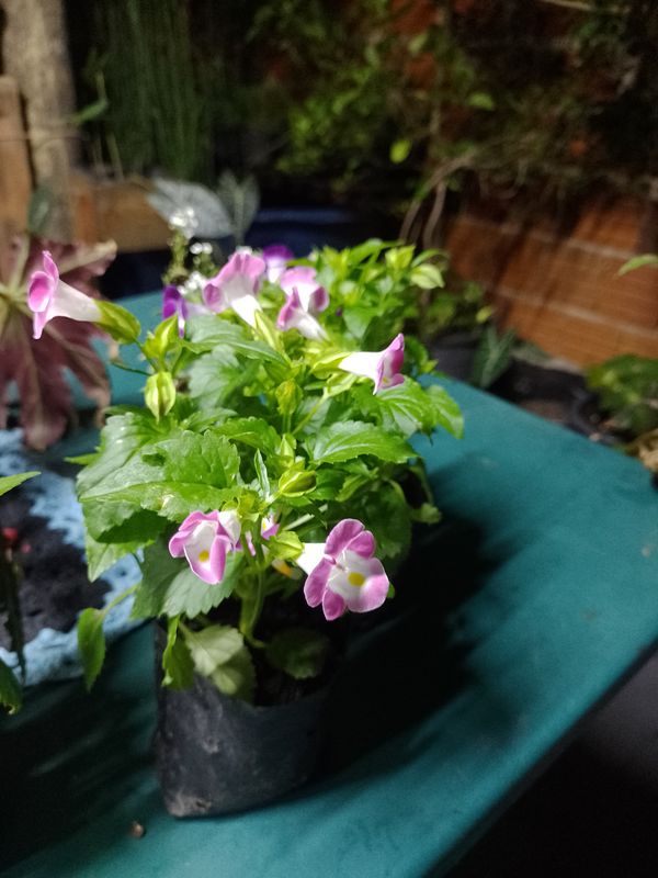 Identificação da planta Violeta-de-jardim por foto