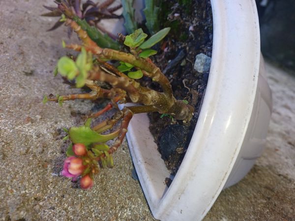 Identificação da planta Flor da fortuna por foto