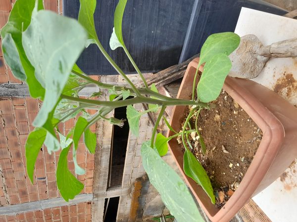 Identificação da planta Berinjela por foto