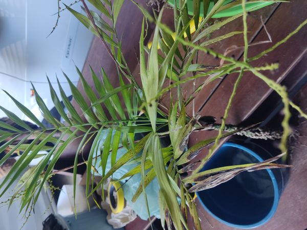 Identificação da planta Palmeira-ráfis por foto