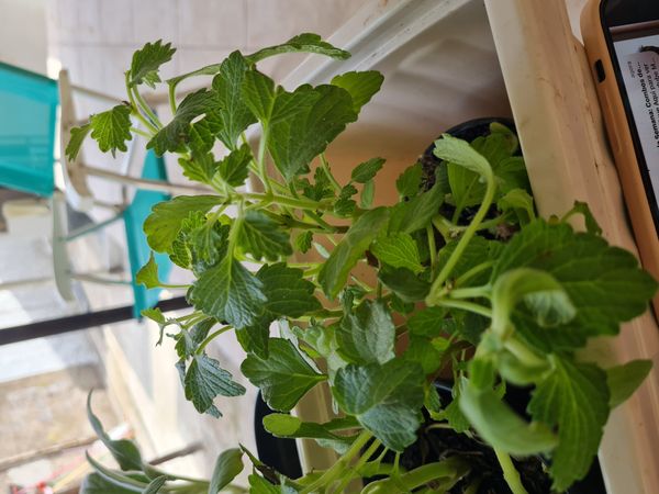 Identificação da planta Coração-magoado por foto