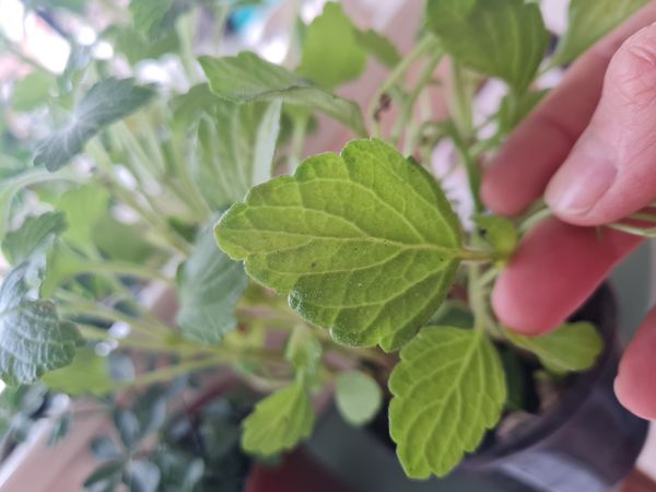 Identificação da planta Coração-magoado por foto