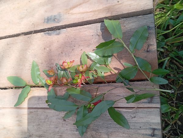 Identificação da planta Candelabro por foto