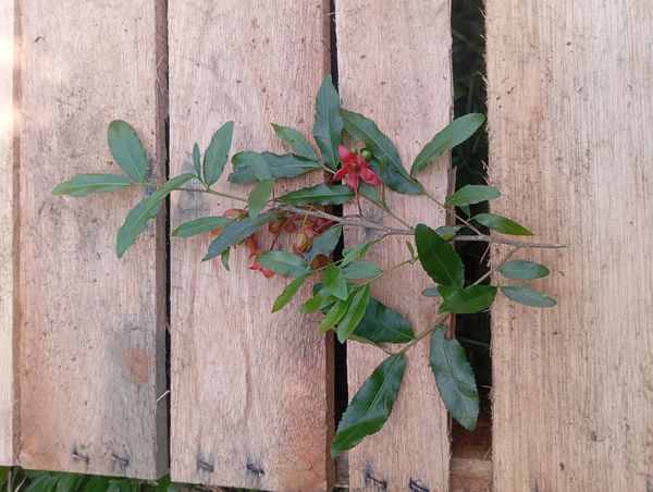 Identificação da planta Mangabeira por foto