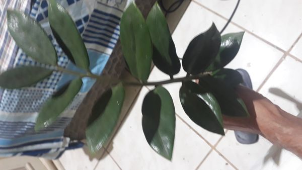 Identificação da planta Zamioculcas por foto
