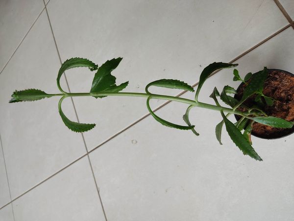 Identificação da planta Mãe-de-milhares por foto
