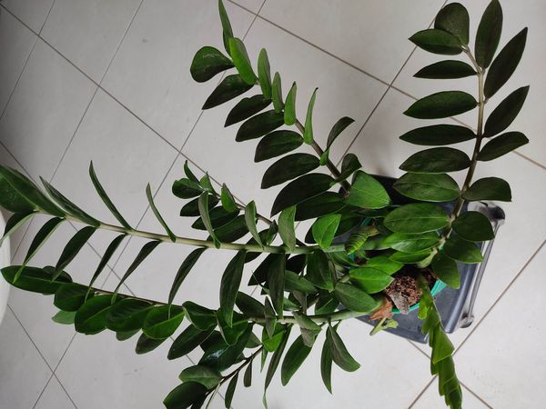 Identificação da planta Zamioculcas por foto