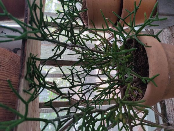 Identificação da planta Aveloz por foto