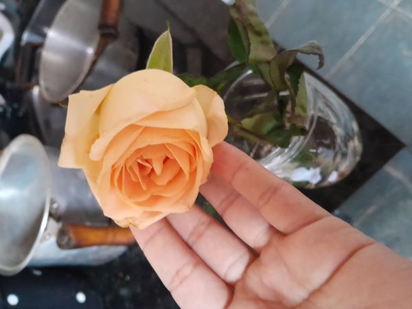 Identificação da planta Rosa-amarela por foto