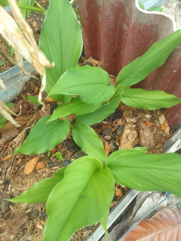 Identificação da planta Cúrcuma por foto