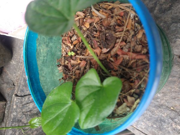 Identificação da planta Rodriguesia por foto