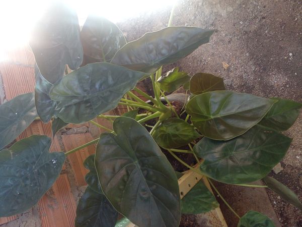 Identificação da planta Alocásia por foto