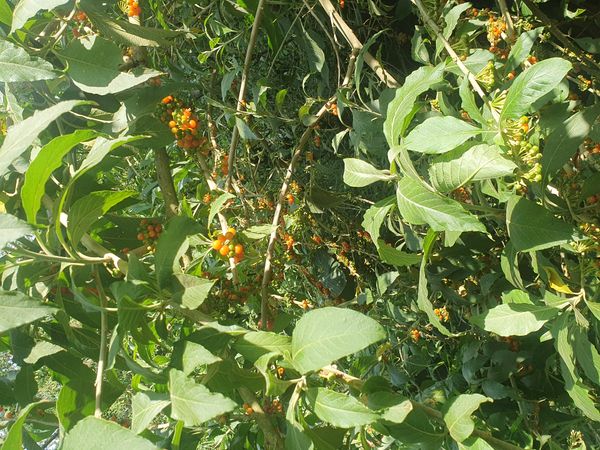 Identificação da planta Fruta de sabiá por foto
