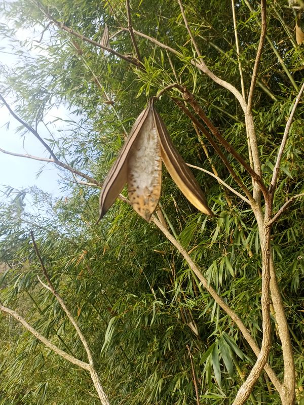 Identificação da planta Pau-d’arco por foto
